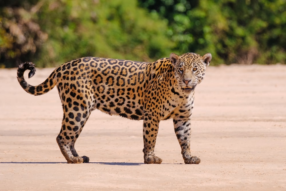 Jaguar walking on a path