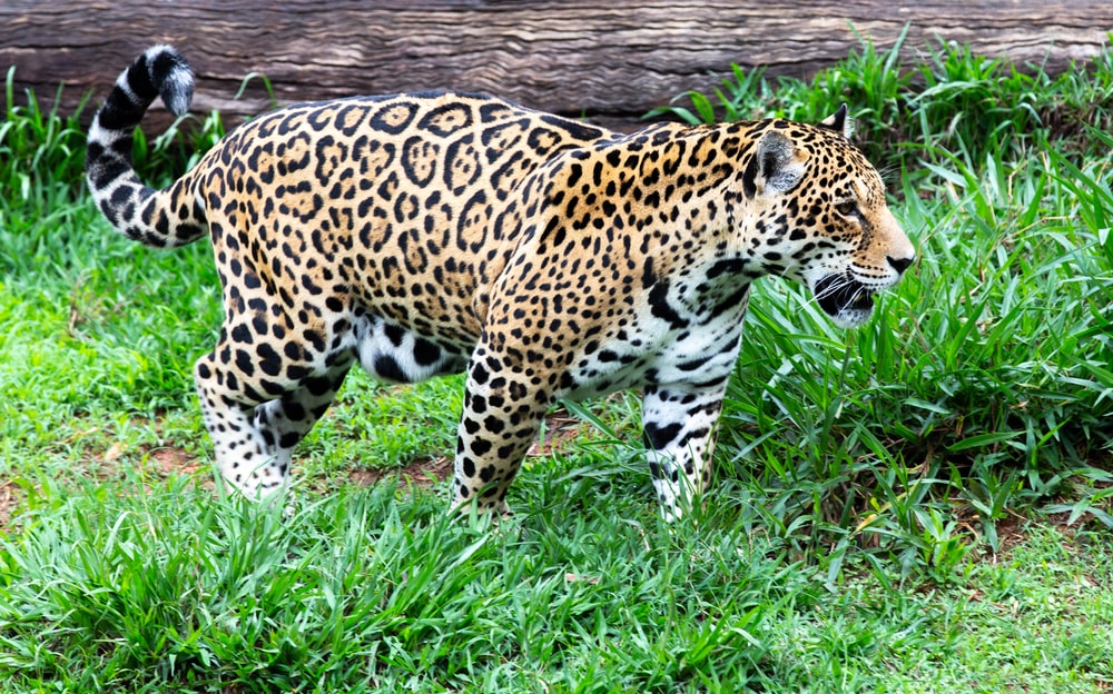 Jaguar walking on the grass with curled tail