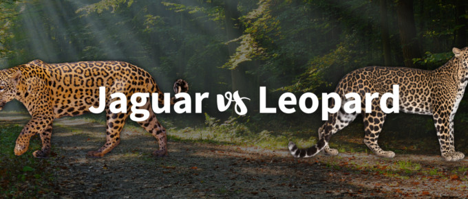 Jaguar vs leopard featured image