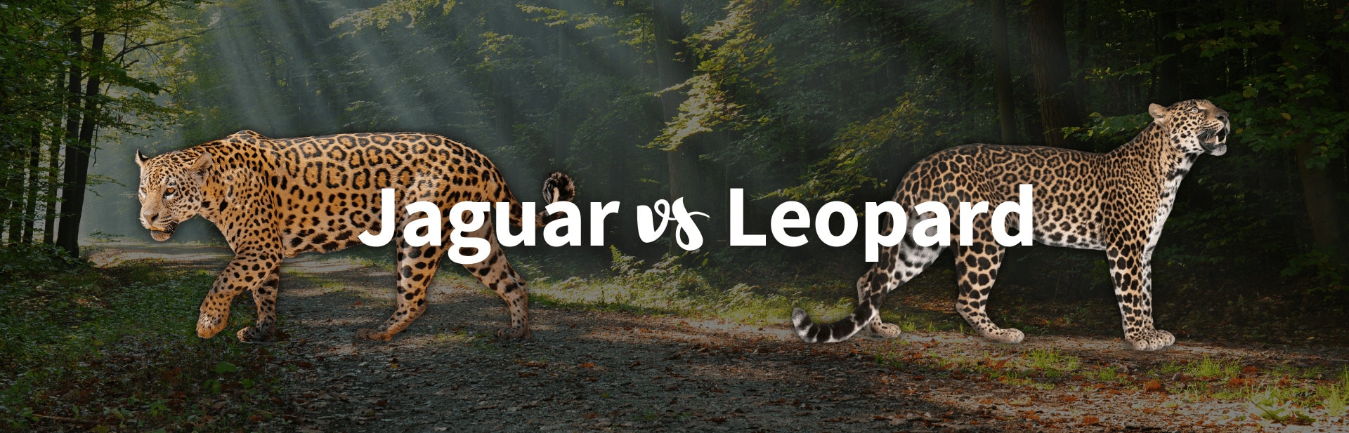 Jaguar vs Leopard: What’s The Difference Between These Big Cats?