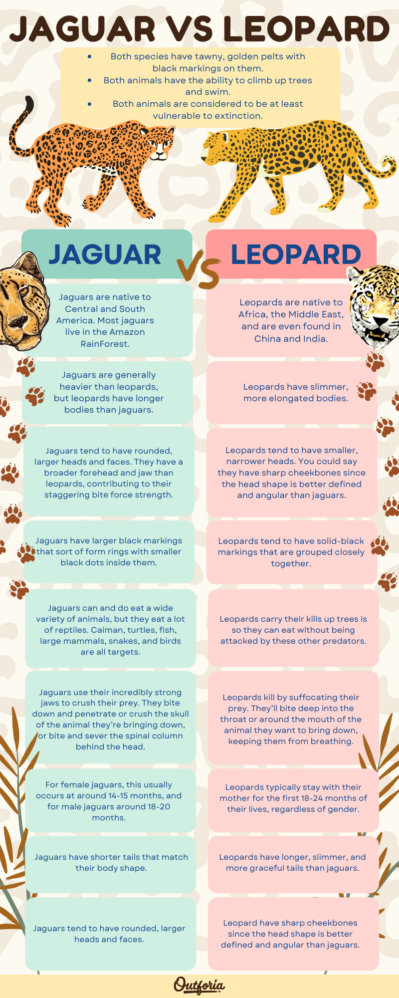 Jaguar vs. leopard chart of differences