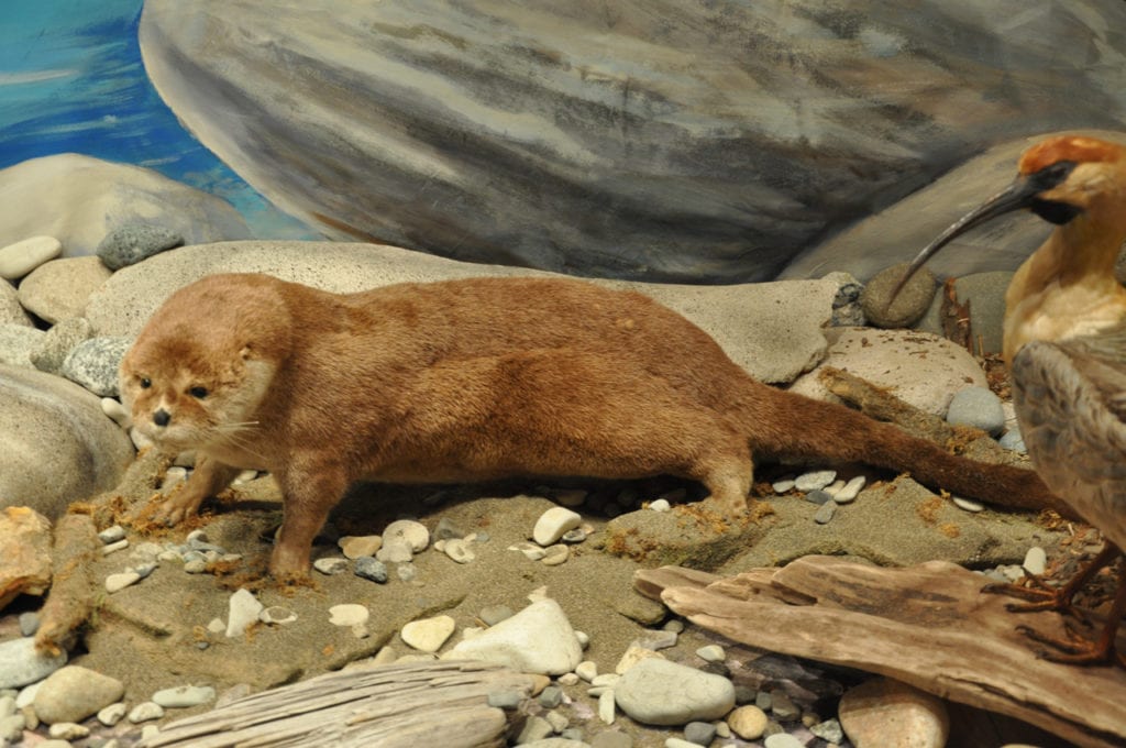 image of Southern River Otter at the Museum of Patagonia - San Carlos de Bariloche, Argentina