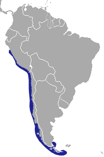 the distribution map of marine otter