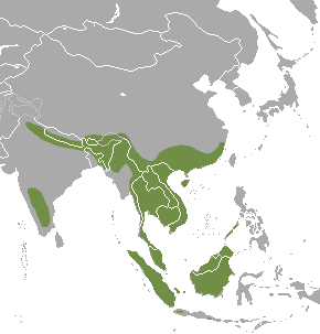 Asian Small-Clawed Otter distribution map