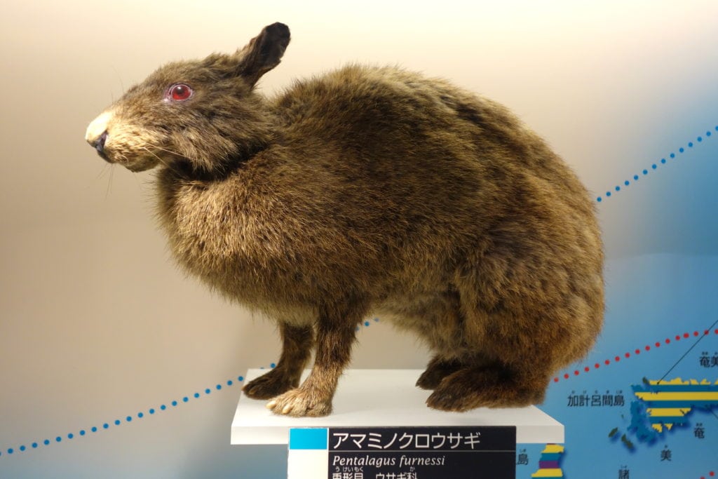 The Amami Rabbit in the Exhibit in the National Museum of Nature and Science, Tokyo, Japan.