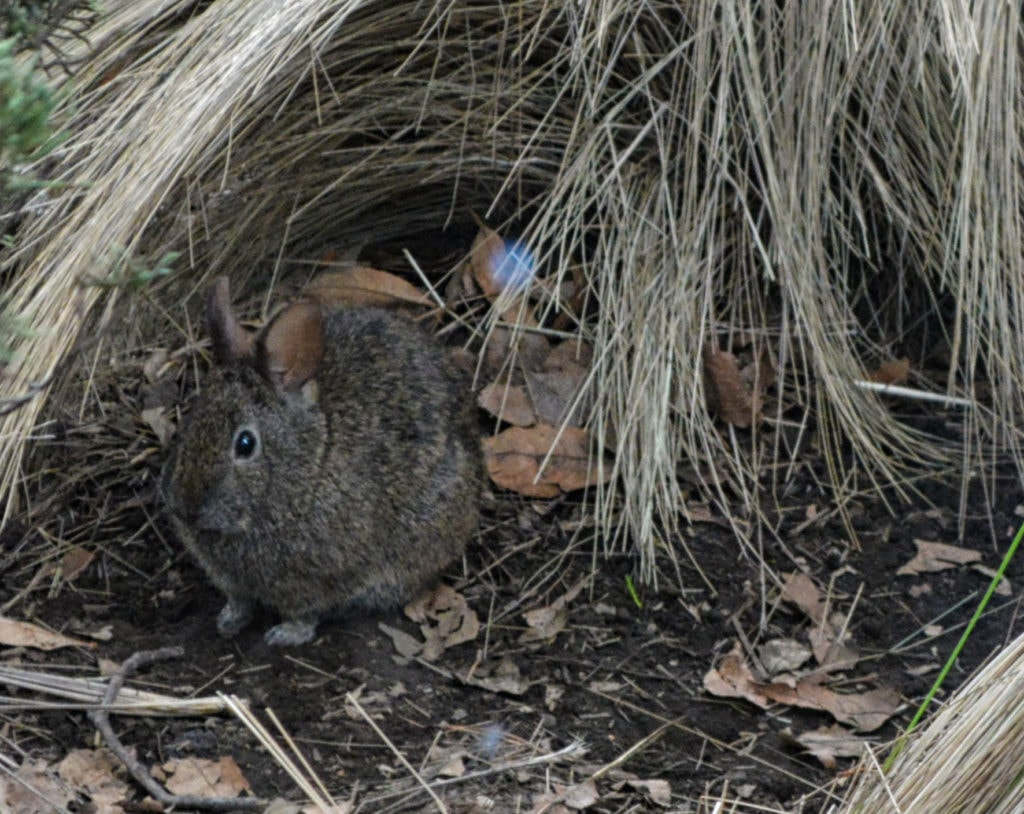 Wild rabbit finding a shelter