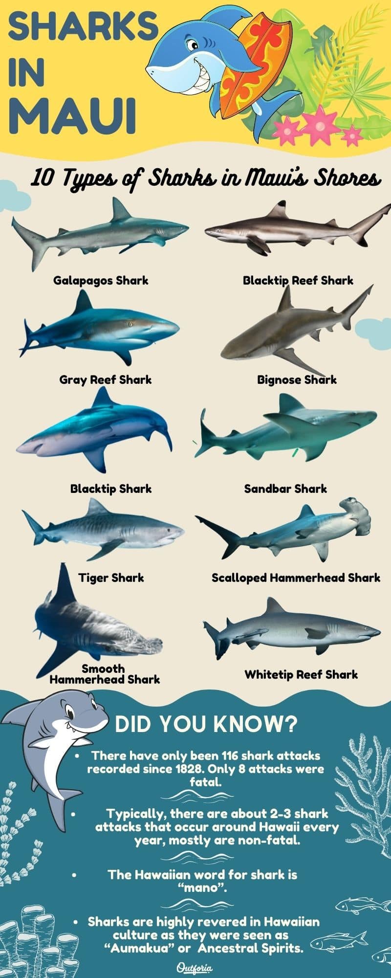 Chart of the different most common types of sharks found in the beaches of Maui - with facts, pictures and tips