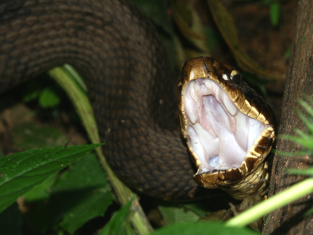 Close up photo of fangs of Florida Cottonmouth