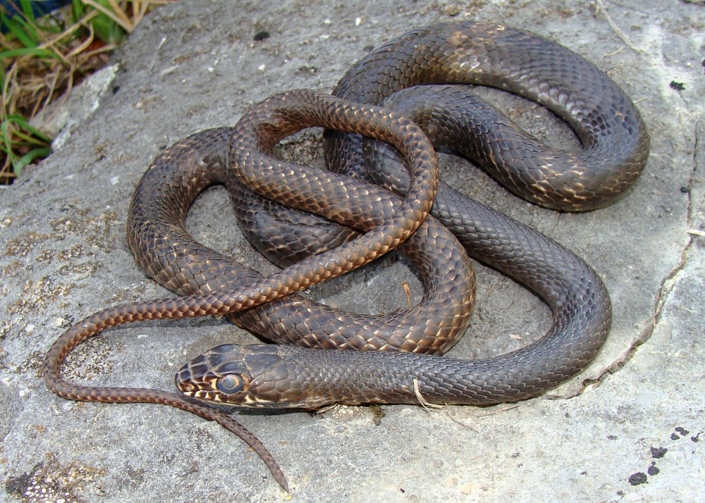 Eastern Coachwhip of Florida laying on a cement ground