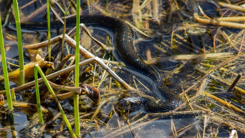 Southern Watersnake swimming through the rivers of 