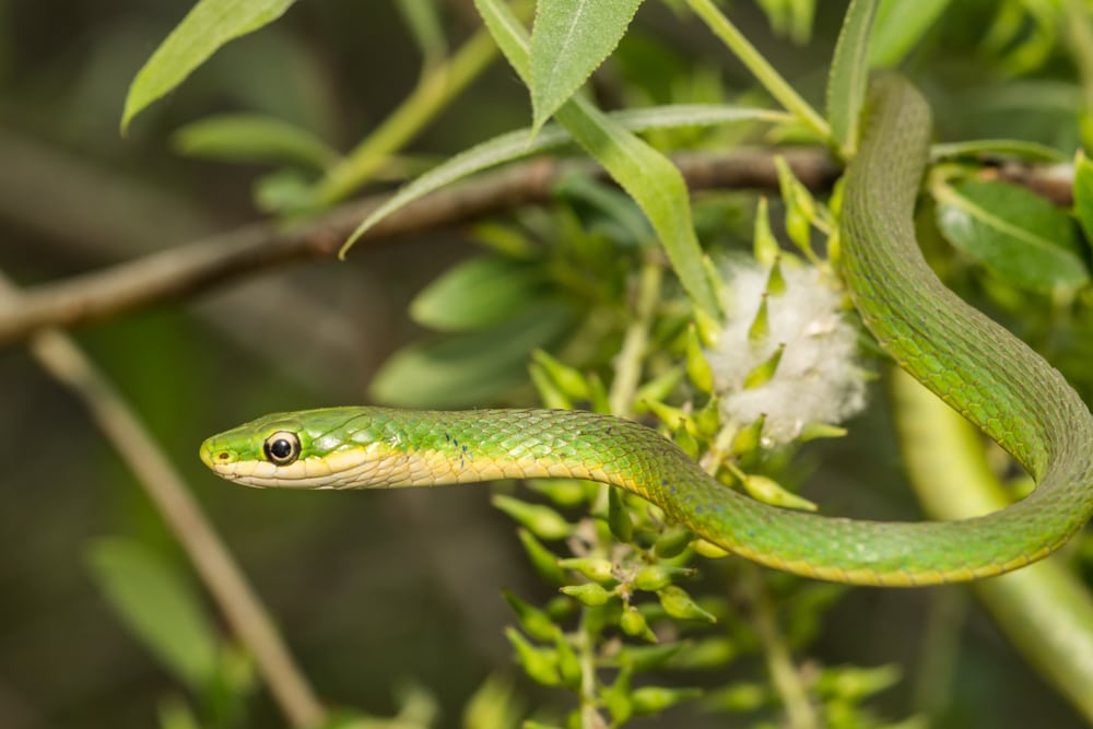 Rough Green Snake of Florida crawling in a branch of tree