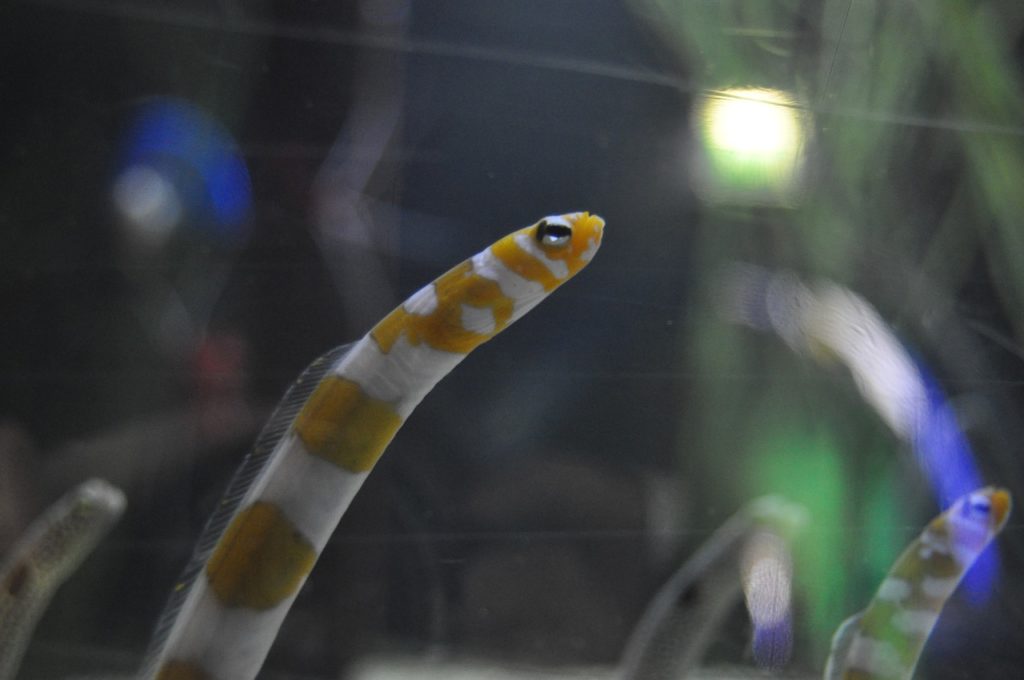 Yellow eel crawling up to the water