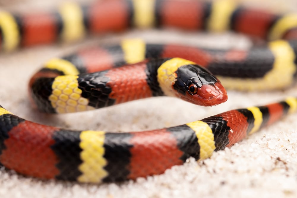 Scarlet Snake of Florida crawling through the carpet