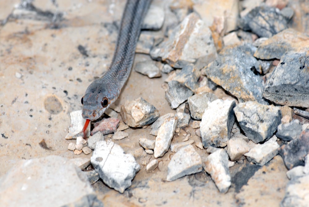 Gray Ratsnake of Florida crawling on the ground with its tongue