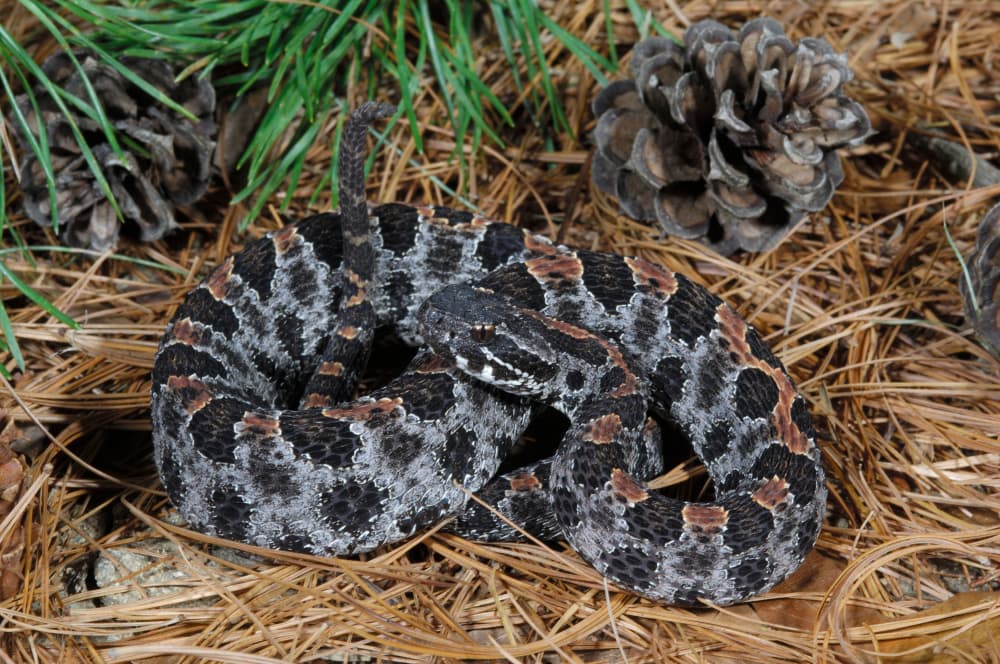 Dusky Pygmy Rattlesnake of Florida on the ground