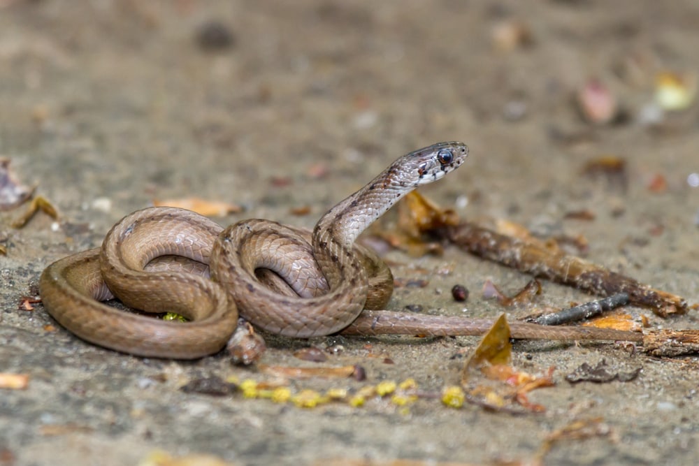 Dekay's Brownsnake of Florida stayed on the ground