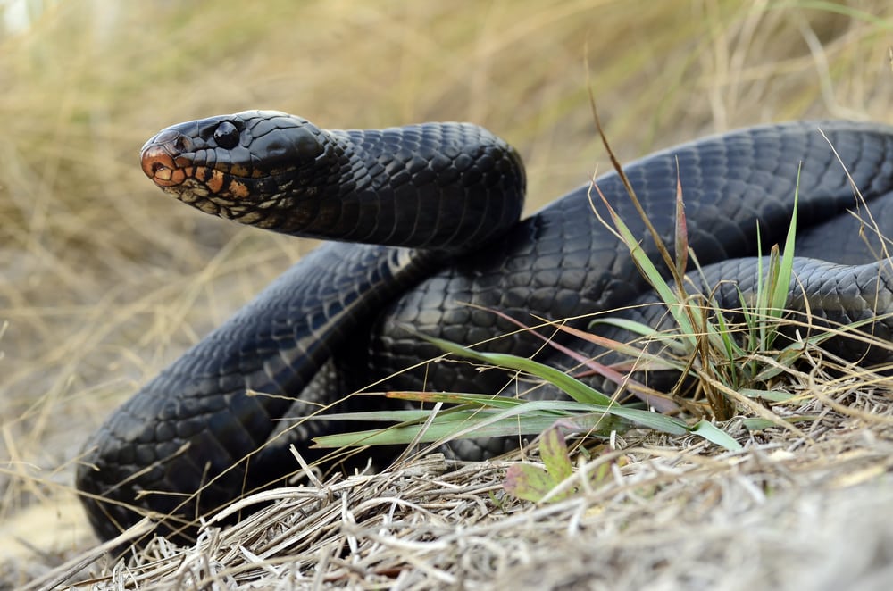Eastern Indigo Snake of Florida waiting for its prey