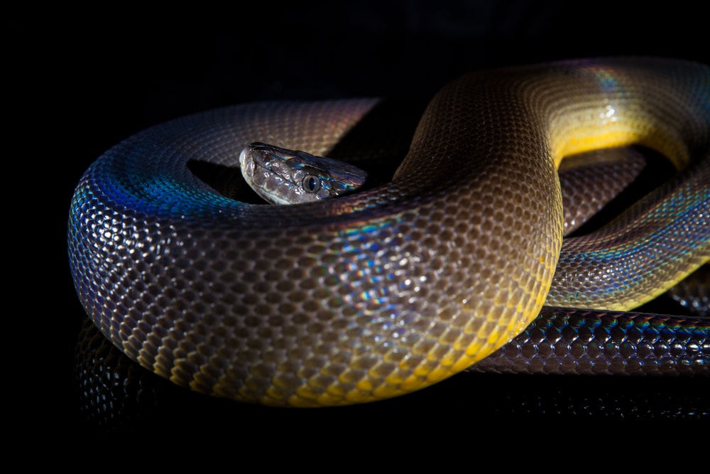 Rainbow Snake of Florida in white background