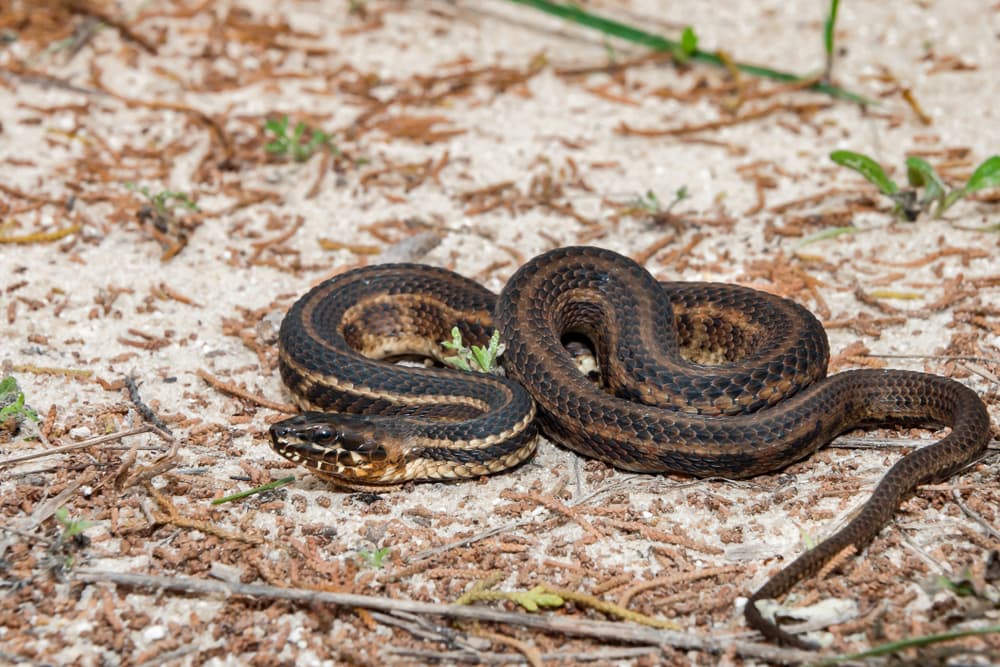 Saltmarsh Snake of Florida crawling through dry branches