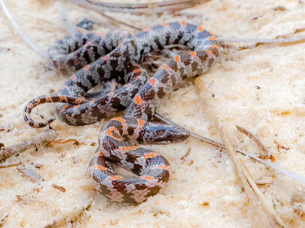 Florida Crowned Snake shedding on the salt sand
