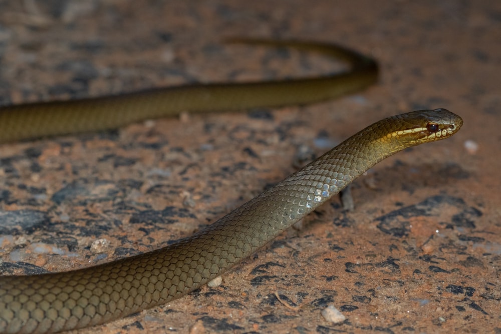 Striped Swamp Snake of Florida crawling on a rusty floor