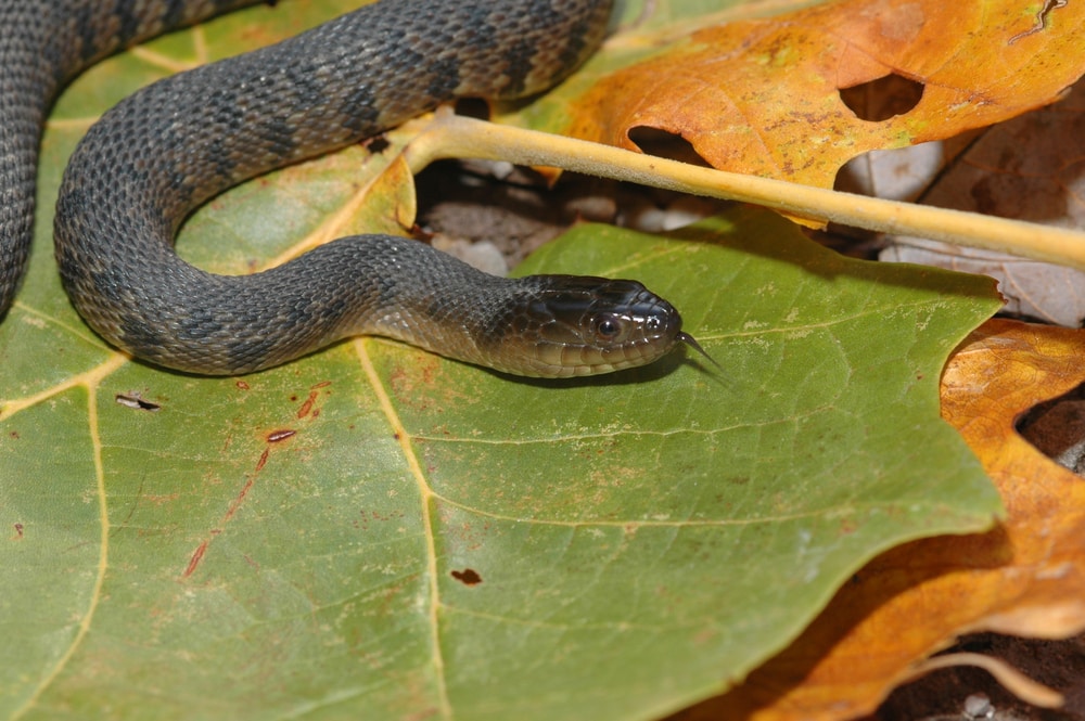 Mississippi Green Watersnake of Florida crawling on top of a leaf
