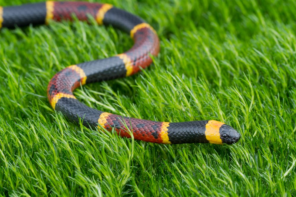 Harlequin Coral of Florida snake crawling on the grass