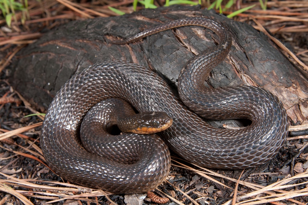 Glossy Swampsnake of Florida beside a dead tree