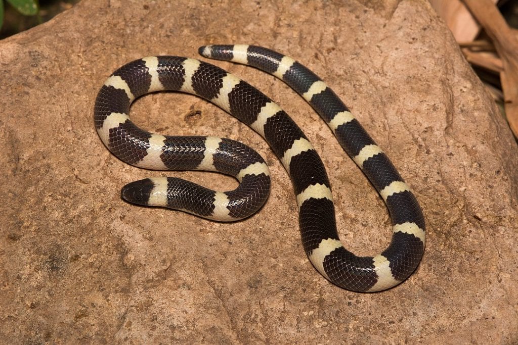 Short-tailed Kingsnake of Florida on top of a rock