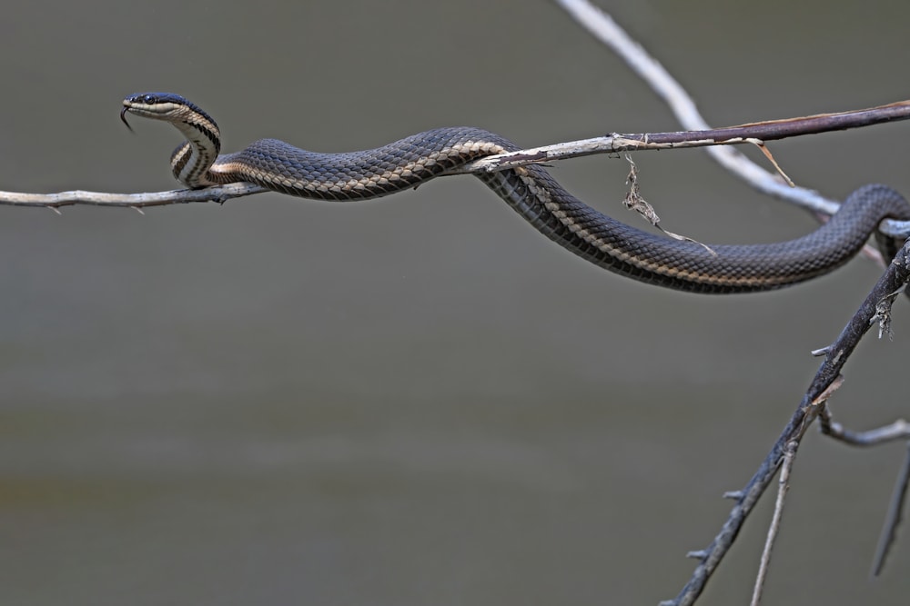 Queensnake of Florida circled up on a thin branch