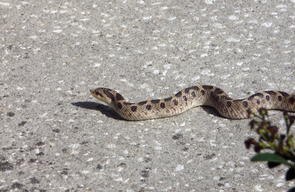 Southern Hog-nosed Snake of Florida crawling on the roads