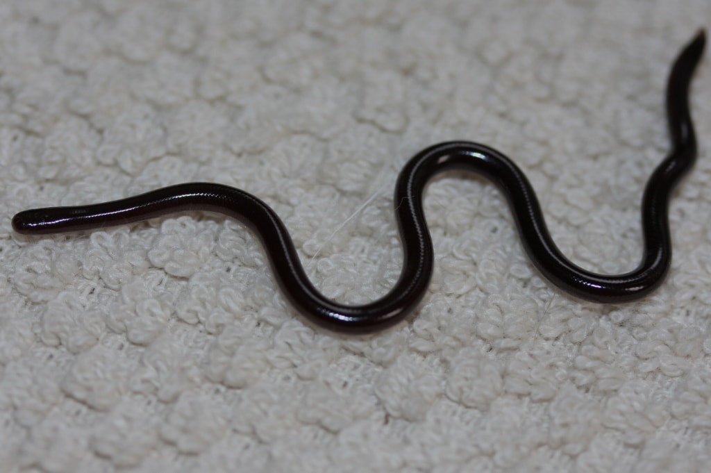 Close up photo of Brahimy Blind Snake of Florida