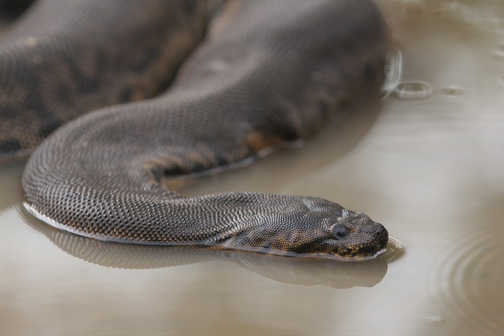 Javan File Snake of Florida crawling on muddy water