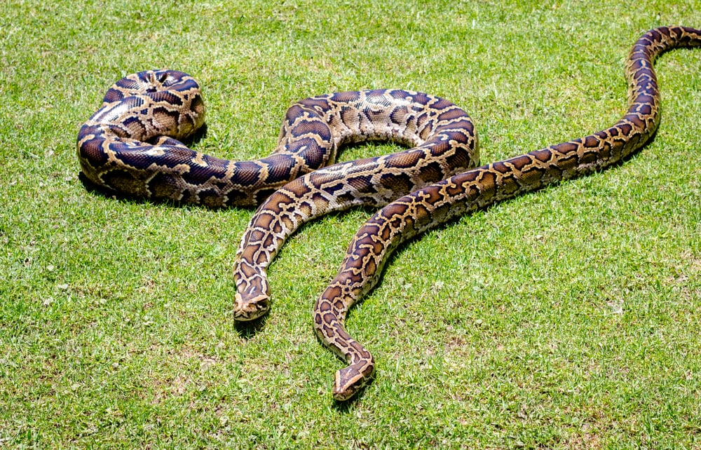 Burmese Python of Florida crawling on a flat grass