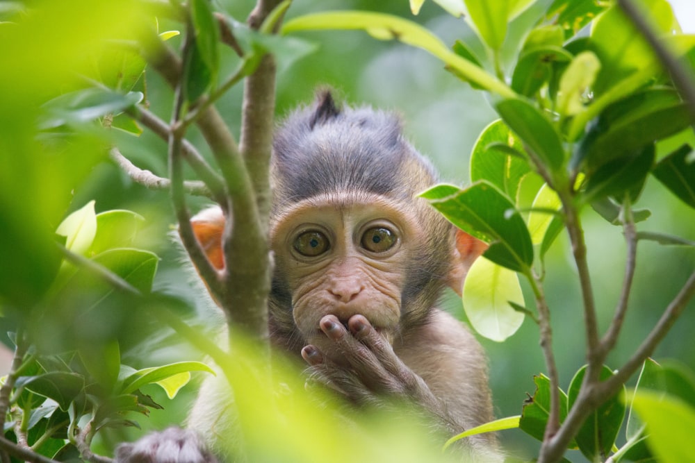 Wild monkey hiding behind trees