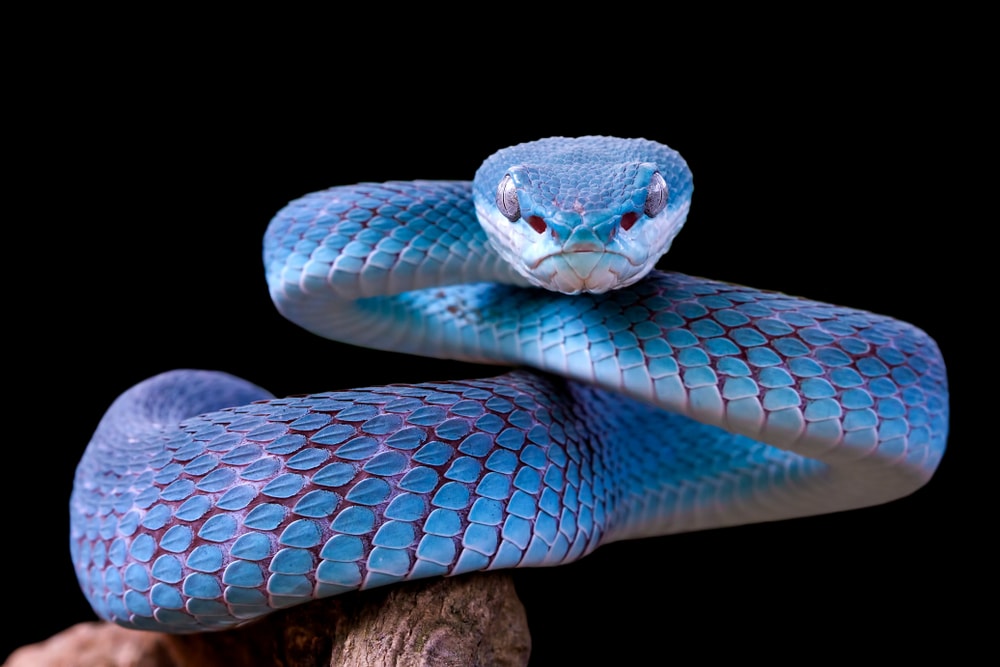 Blue viper looking at the camera in black background