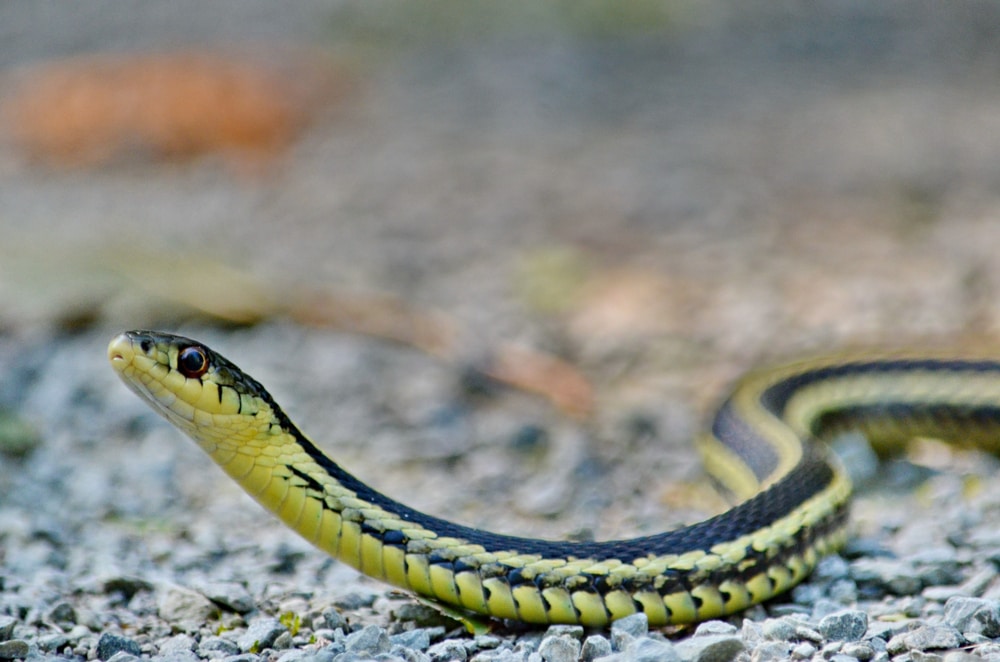 Eastern Gartersnake (State Snake of Virginia)
