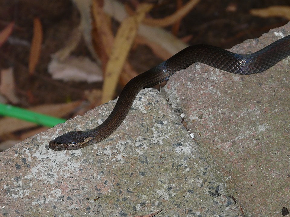Southeastern Crowned Snake in Virginia