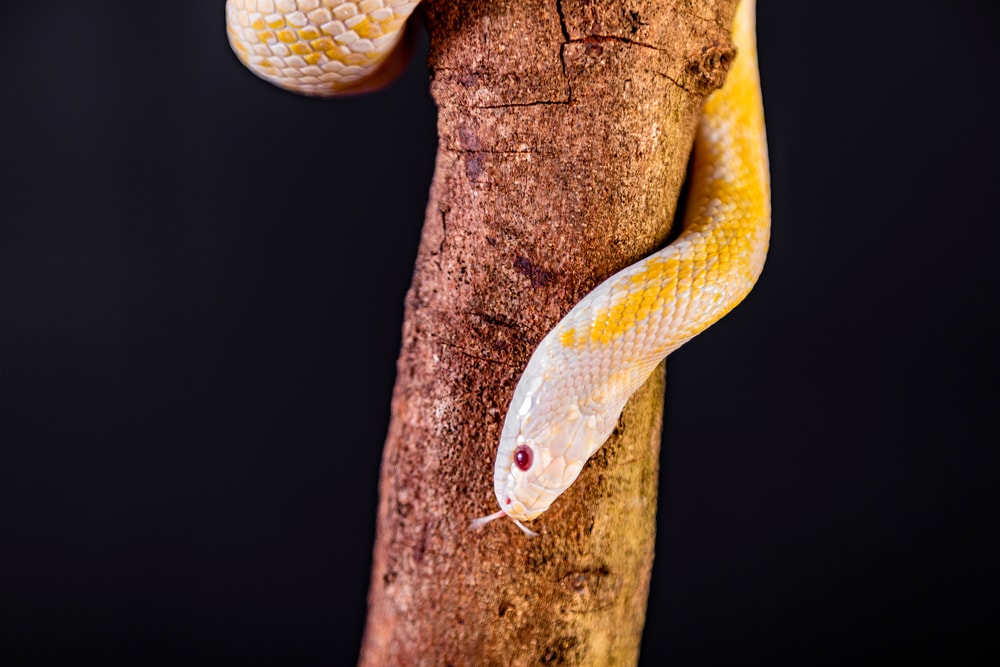 Snake crawling down the tree in black background