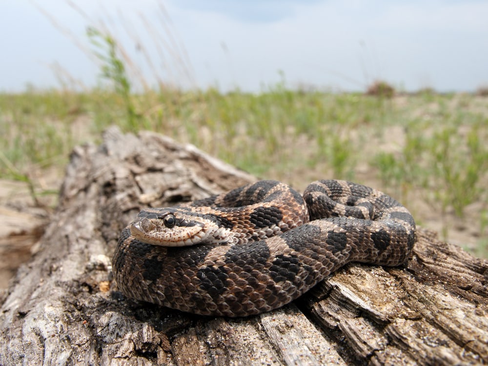 Eastern Hog-nosed Snake in Virginia