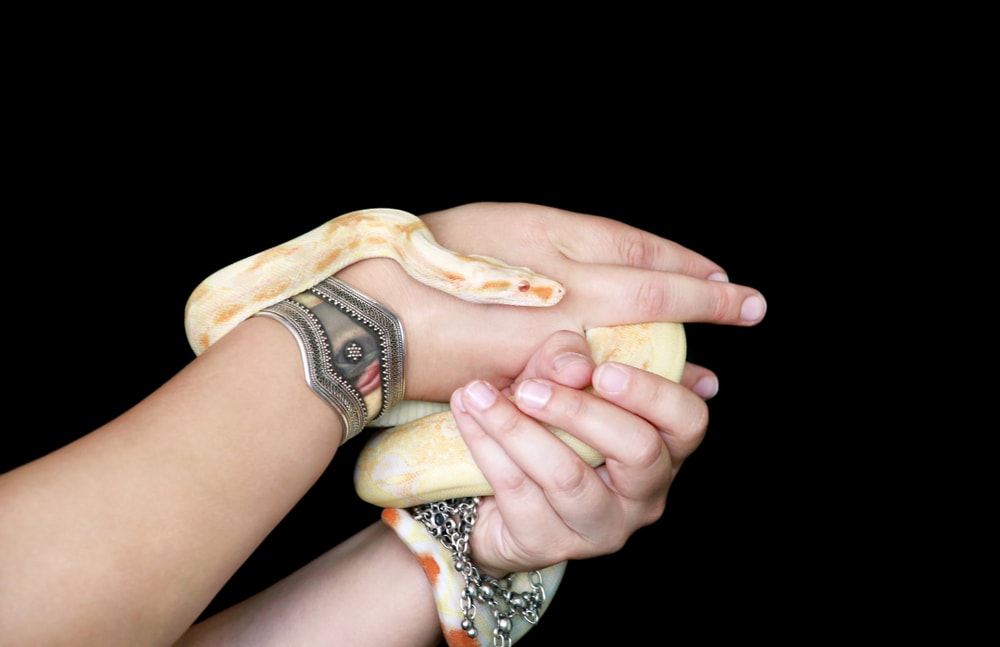 Man holding a snake with black background 