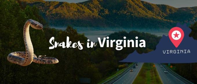 Snakes in virginia featured image