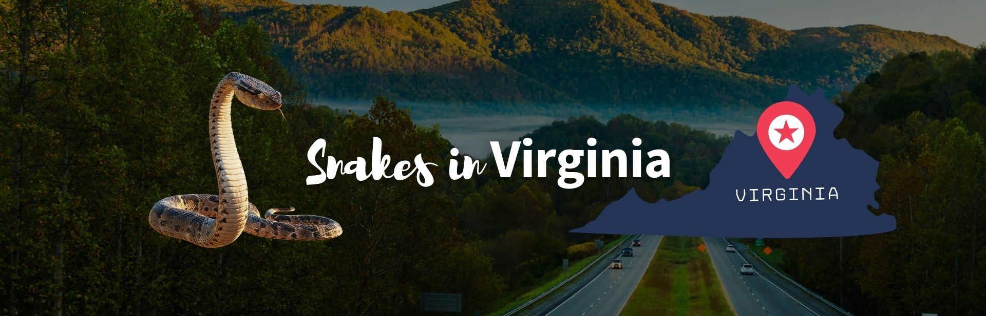 The 14 Snakes in Virginia That You Should Know About