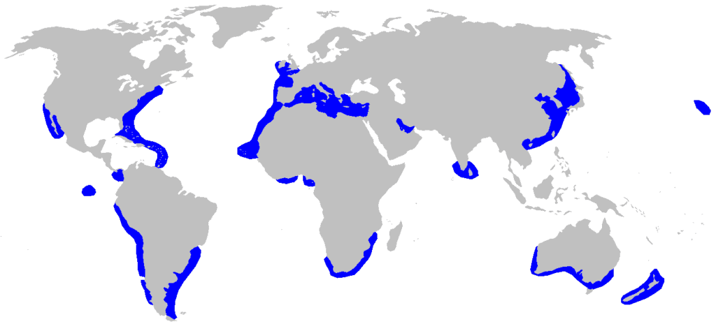 Smooth Hammerhead Shark (Sphyrna zygaena) distribution map