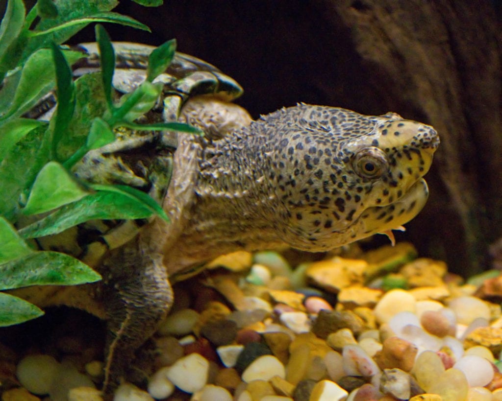close up image of a head of a Loggerhead Musk Turtle (Sternotherus minor) in an aquarium setting with pebbles and aquarium plants at the Cincinnati Zoo