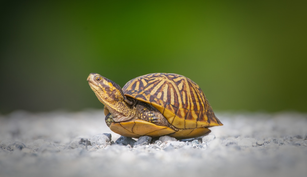 image of a Terrapene carolina bauri or Florida box turtle on a gravel with its legs in its shell