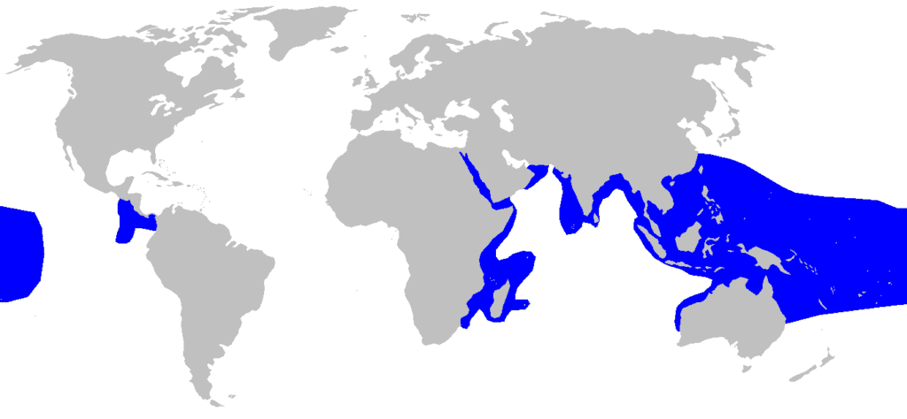 Triaenodon obesus or commonly known as whitetip shark distribution map