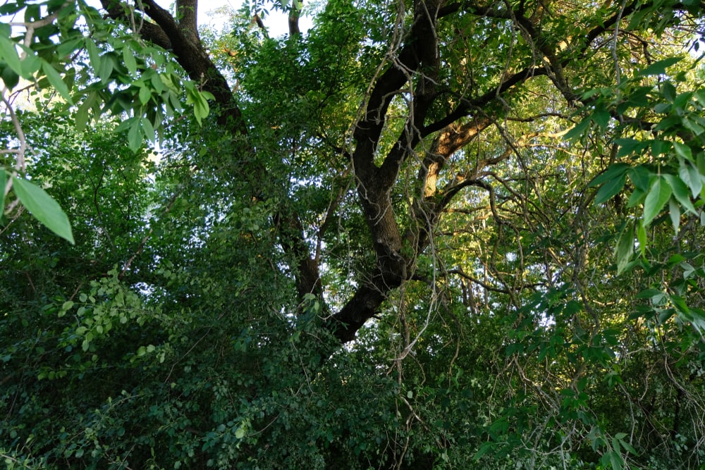 Black ash Tree (Fraxinus nigra)