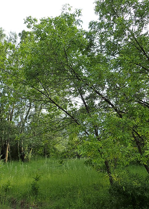 Manchurian Ash Tree (Fraxinus mandschurica)