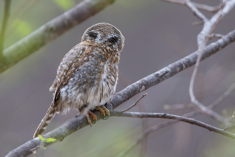 Baja Pygmy-Owl (Glaucidium hoskinsii) aka Capy Pygmy-Owl